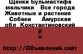 Щенки Бульмастифа мальчики - Все города Животные и растения » Собаки   . Амурская обл.,Константиновский р-н